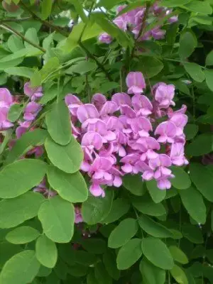 ROBINIA pseudoacacia 'Pink Cascade' - image 2