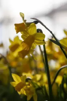 NARCISSI 'Tete-a-Tete' - image 2