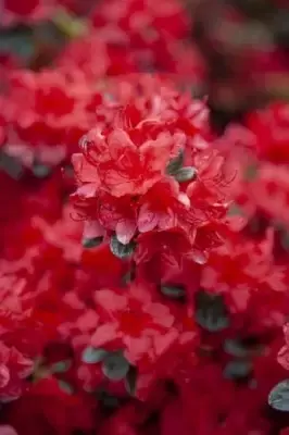 AZALEA 'Stewartstonian' - image 3