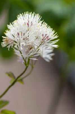 THALICTRUM aquilegiifolium - image 2
