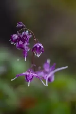 EPIMEDIUM grandiflorum 'Lilafee' - image 2