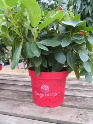 RHODODENDRON 'Brasilia' - image 1