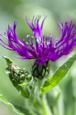 CENTAUREA montana 'Amethyst Dream' - image 2