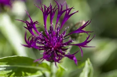 CENTAUREA montana 'Amethyst Dream' - image 3