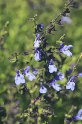 SALVIA 'African Sky' - image 2