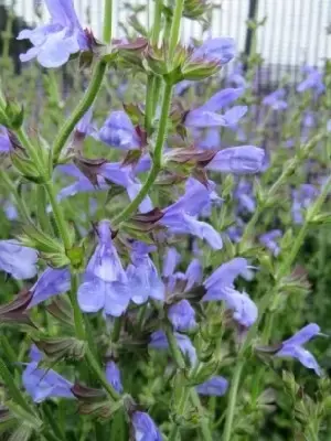 SALVIA 'African Sky' - image 3
