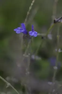 SALVIA 'African Sky' - image 4