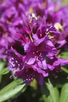 RHODODENDRON 'Marcel Menard' - image 2