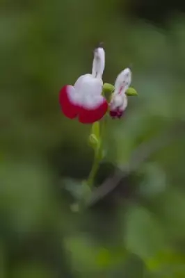 SALVIA x jamensis 'Hot Lips' - image 2