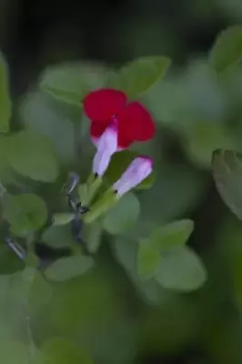 SALVIA x jamensis 'Hot Lips' - image 3