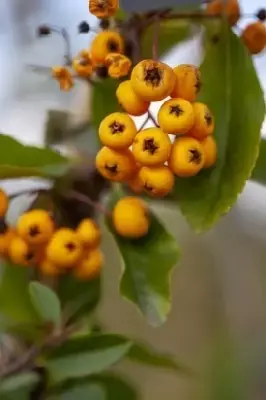 PYRACANTHA 'Golden Glow' - image 2