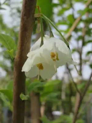 HALESIA carolina - image 2