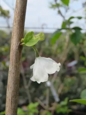 HALESIA carolina - image 3