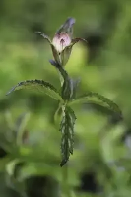 ASTRANTIA major 'Abbey Road' - image 3