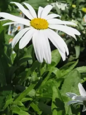 LEUCANTHEMUM x superbum 'Snow Lady' - image 2