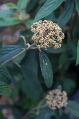 VIBURNUM rhytidophyllum