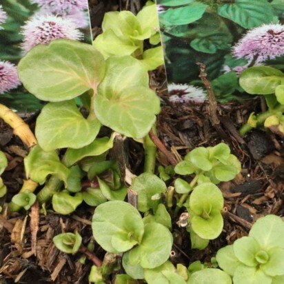 MENTHA aquatica - image 2