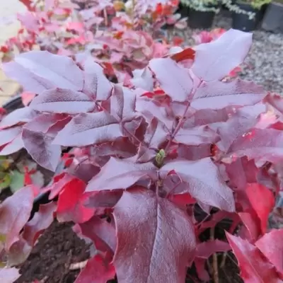 MAHONIA aquifolium - image 2