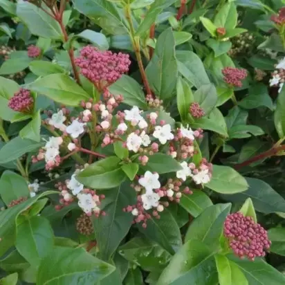 VIBURNUM tinus - image 2