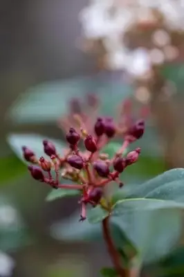 VIBURNUM tinus - image 4