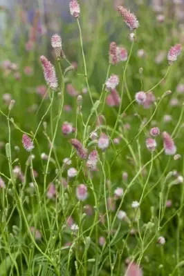 SANGUISORBA 'Pink Tanna'