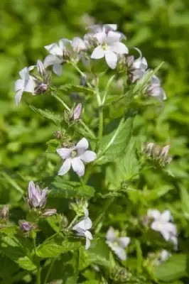 CAMPANULA lactiflora 'Loddon Anna' - image 2