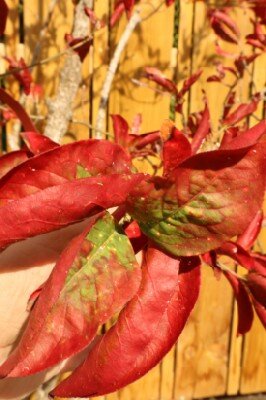 EUONYMUS europaeus 'Red Cascade' - image 2