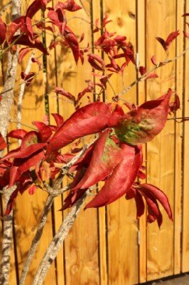 EUONYMUS europaeus 'Red Cascade' - image 3