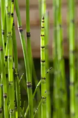 EQUISETUM ramosissimum japonicum