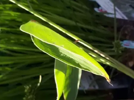 PONTEDERIA cordata - image 2