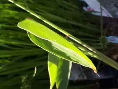 PONTEDERIA cordata - image 2