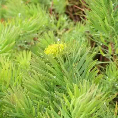 EUPHORBIA cyparissias 'Fens Ruby' - image 2