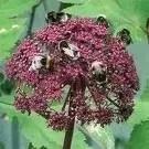 ANGELICA gigas - image 1