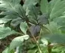 ANGELICA gigas - image 2