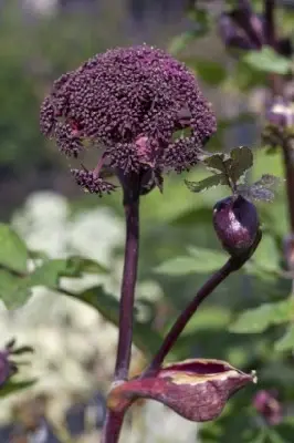 ANGELICA gigas - image 4