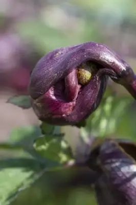 ANGELICA gigas - image 5