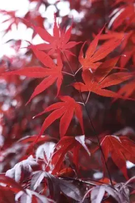 ACER palmatum 'Atropurpureum' - image 2