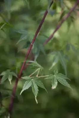 ACER palmatum 'Katsura' - image 9