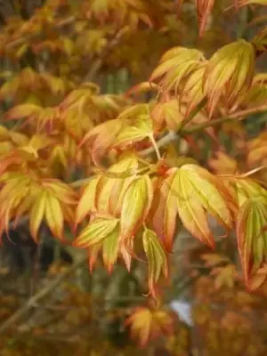 ACER palmatum 'Katsura' - image 2
