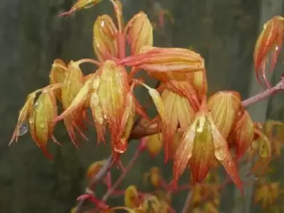 ACER palmatum 'Katsura' - image 3