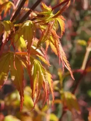 ACER palmatum 'Katsura' - image 4