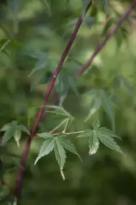 ACER palmatum 'Katsura' - image 6
