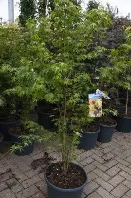 ACER palmatum 'Katsura' - image 7