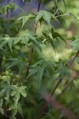 ACER palmatum 'Katsura' - image 5