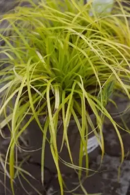 CAREX oshimensis 'Everillo' - image 2