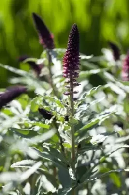 LYSIMACHIA atropurpurea - image 2