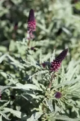 LYSIMACHIA atropurpurea - image 3