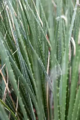 DASYLIRION serratifolium - image 3