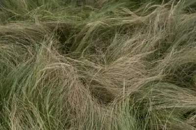 STIPA tenuissima - image 4