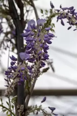WISTERIA sinensis 'Prolific' - image 3